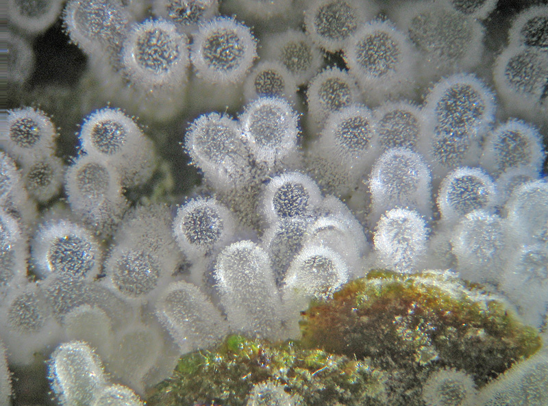 Ceratiomyxa fruticulosa